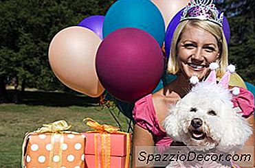Sjov 1St Fødselsdagsfest Til Hunde