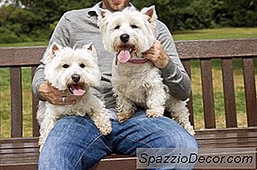 Faits Amusants Sur Les Westies