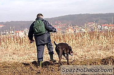 Saksalaiset Lyhytkarvaiset Osoittimet Perhekoirina