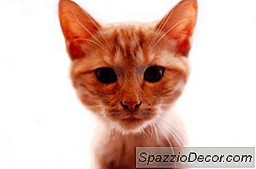 생강 Tabby 개성