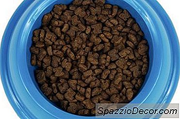Gluten-Unverträglichkeit Bei Katzen