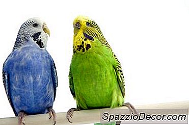 Kata-Kata Bagus Untuk Dipelajari Burung