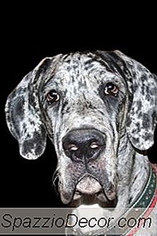 Isu Kesihatan Great Dane