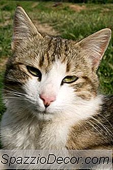 Grüns Für Katzen, Die Verstopft Sind