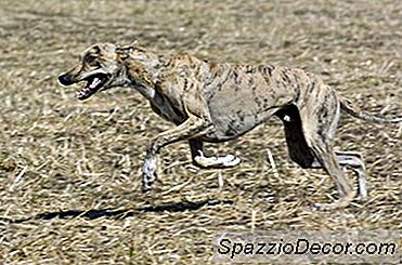 Greyhound'S Diet