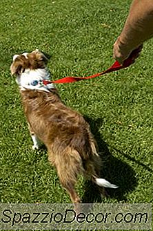 Preparando Le Gambe Di Border Collie Dog