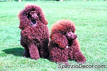 Peluquería Caniches Franceses