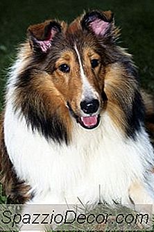 Esteras De Aseo Detrás De Las Orejas De Un Collie