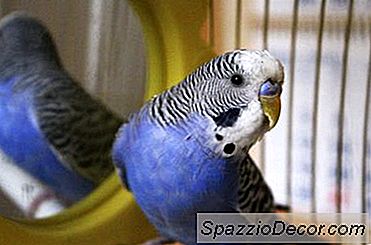 Grooming Parakeets