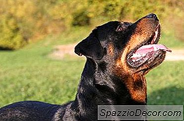 Hoito Rottweilerit