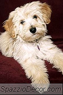 Verzorgingsbenodigdheden Voor Langharige Havanezer Honden