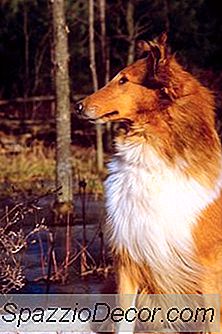 Haarausfall In Einem Rauen Collie