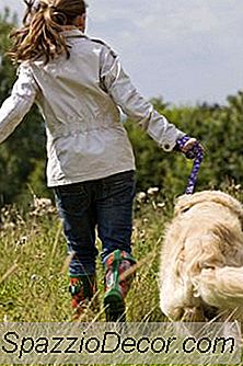 Haartypen &Amp; Pflege Für Ein Goldendoodle
