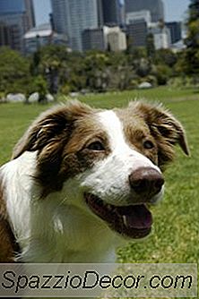 Hand Signaler För En Döv Border Collie