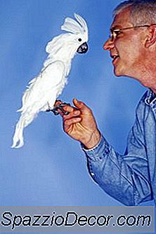 Škodlivé Chemikálie Pro Ptáky