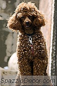 De Gezondheid Van Poedels