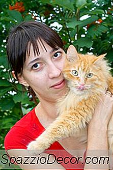 Bir Kediyi Beslemenin En Sağlıklı Yolu