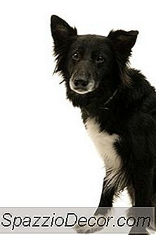 Hörselnedsättning Av En Border Collie