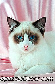 रगडोल बिल्लियों में हार्ट मुरमुरे