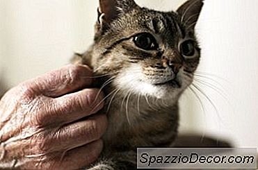 Herzprobleme Bei Älteren Katzen