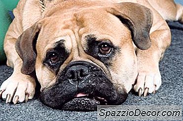 Respiração Nasal Pesada Através Do Nariz E Babando Em Mastiffs