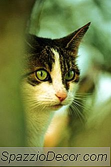 Helicobacter-Infektion Bei Katzen