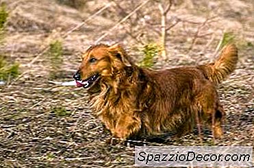 Epilepsia Hereditária Em Dachshunds