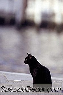 Hög Ashalt I Kattmat Och Njursvikt Hos Katter
