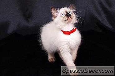 Vs Do Himalaia. Gato Birmanês