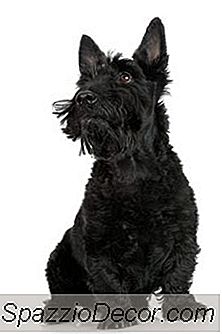 Die Geschichte Der Scottie-Hunde