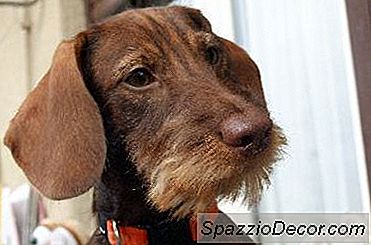 Sejarah Rambut Wire Dachshund