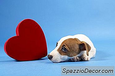 Idea Picture Holiday Dengan Anjing