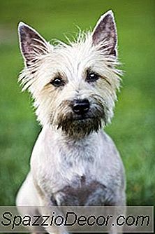 อาหารแบบองค์รวมสำหรับ Cairn Terriers