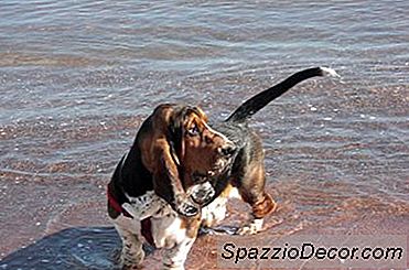 Home Remedies Voor Het Reinigen Van De Oren Van Een Hond