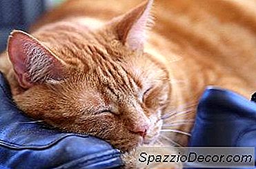 Haupthilfsmittel Für Ohr-Reinigung In Den Katzen