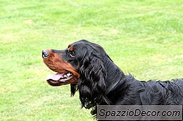 Remedios Caseros Para Dar A Los Perros Abrigos Brillantes