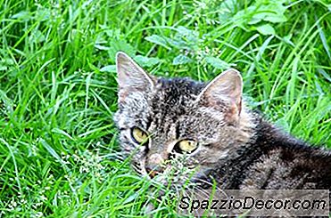 Home Rimedi Per Mantenere I Gatti Fuori Dalle Piante