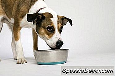 Adăugări La Domiciliu Pentru Hrana Pentru Câini