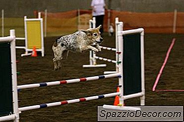 Hjemmelaget Agility Utstyr Med Pvc