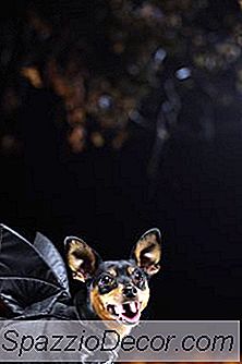 Hausgemachte Kostüme Für Hunde