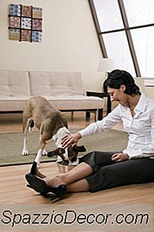 Comida De Cachorro Caseiro Em Um Fogão Lento