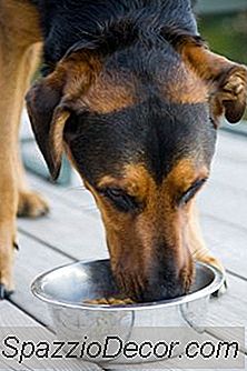 Comida De Cachorro Caseiro Com Moela De Frango