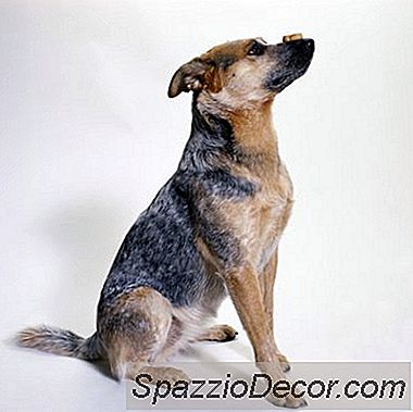 Friandises Pour Chien Au Beurre D'Arachide Faites Maison Avec De L'Avoine Et De La Farine D'Avoine