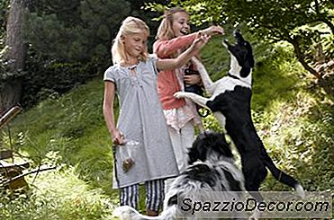 Manteiga De Amendoim Caseiro Trata Para Cães