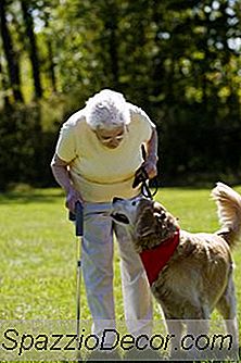 Îngrijirea Homeopatică Pentru Durerea Articulară A Câinelui
