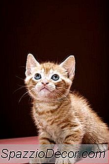 猫のためのホメオパシー医学