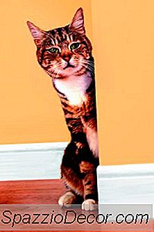 Homöopathische Produkte Für Katzen