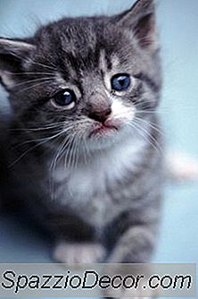 6-Week-Old Kittens कितने बड़े हैं?