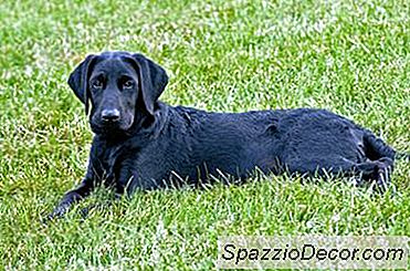 Cât De Mare Ar Trebui Să Fie Luna Mea 7 Vechi Negru Lab?