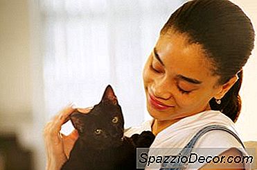 ¿Cómo Puede Un Gato Hacerte Feliz?